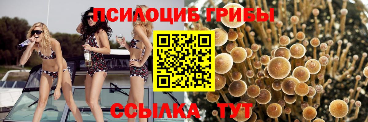 Псилоцибиновые грибы Psilocybe  Вход с VPN  Мариинск 